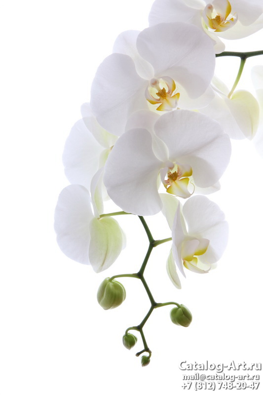картинки для фотопечати на потолках, идеи, фото, образцы - Потолки с фотопечатью - Белые орхидеи 54